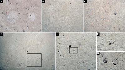 Heterogeneity on the abyssal plains: A case study in the Bering Sea